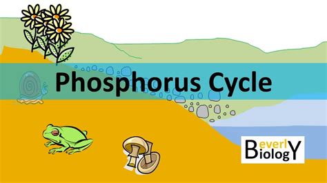 Phosphorus Cycle Updated Youtube