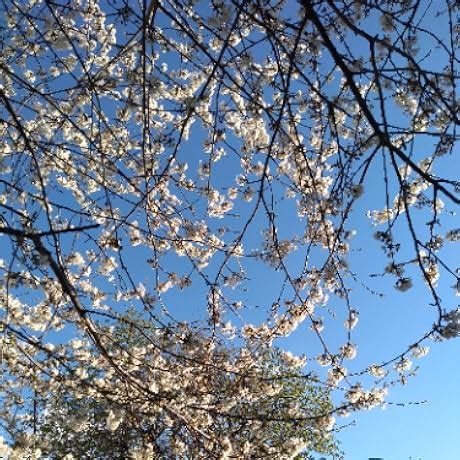 BESDEL Lingerie Sexy En Dentelle Dentelle Col V Halter Maille Nuisette Ouverte Babydoll Sexy