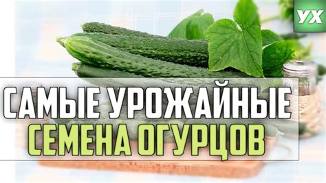 САМЫЕ УРОЖАЙНЫЕ СЕМЕНА ОГУРЦОВ - YouTube