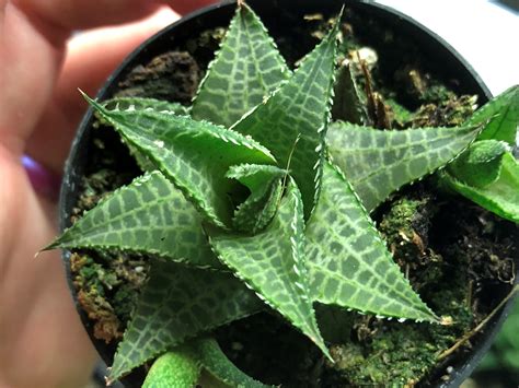 Haworthiopsis Tessellata Succulent Guide