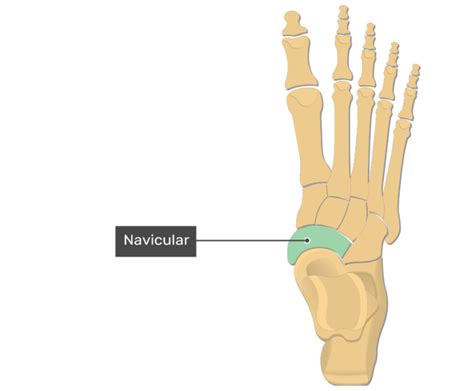 Foot Bones Anatomy Getbodysmart