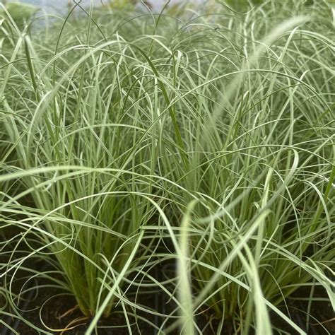 Carex Frosted Curls Harley Nursery