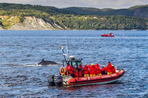 How To Experience The Best Whale Watching Tadoussac Has To Offer!