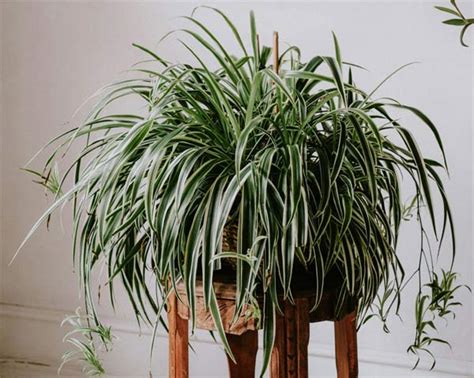 How To Grow Spider Plant