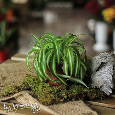 Хлорофитум (Chlorophytum) | Top Flowers.com