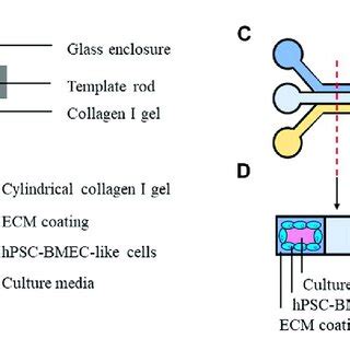 Schematics Of Three Dimensional Models Built With HPSC BMEC Like Cells