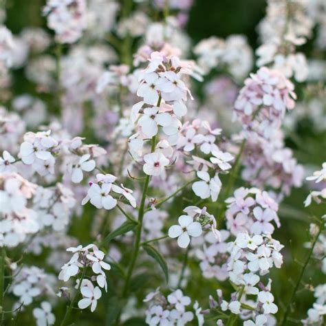 Summer Lilac White Hesperis Matronalis Sweet Rocket Seeds | Etsy