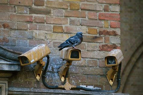 How To Get Rid Of Pigeons Without Hurting Them Find Out Here