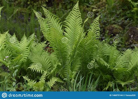 Ostrich fern stock photo. Image of matteuccia, foliage - 146875144