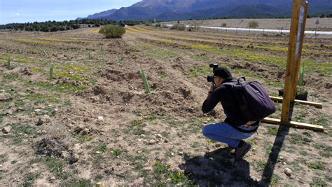 Cajamar pone la primera planta para la reforestación de Sierra María