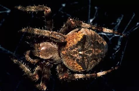 The 14 Dangerous Uk Spiders Invading Our Homes And Capable Of Biting Humans Yorkshirelive