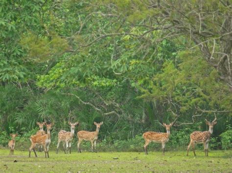 Bhitarkanika Mangroves - Alchetron, The Free Social Encyclopedia