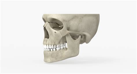 Skull Anatomy 3D Model - TurboSquid 1381796