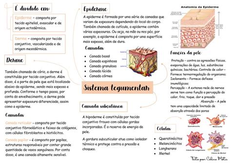 Sistema Tegumentar Tegumentar Sistema Tegumentar Material De