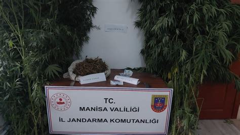 Manisa da kenevir operasyonu 108 kök ele geçirildi