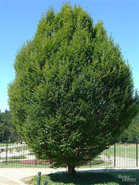 The Best Shade Trees for Your Yard | Better Homes & Gardens