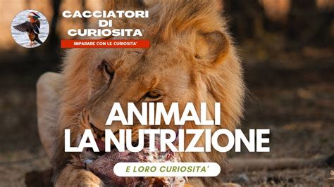 LA NUTRIZIONE DEGLI ANIMALI SCUOLA PRIMARIA E loro Curiosità YouTube