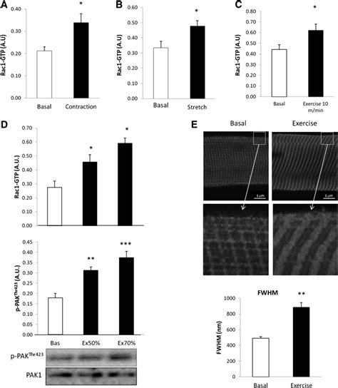 A: Rac1-GTP binding in incubated mouse soleus muscle stimulated with ... 