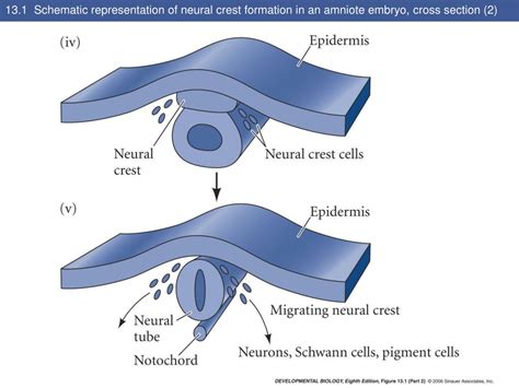 PPT - Neural Crest Cells PowerPoint Presentation, free download - ID:5134081