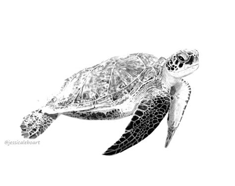 Baby Sea Turtle Drawing at PaintingValley.com | Explore collection of ...