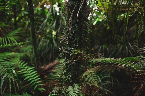 "Lush Ferns Growing In A Temperate Natural Forest" by Stocksy Contributor "Ohlamour Studio ...