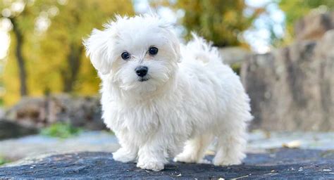 maltese lifespan  long  maltese dogs