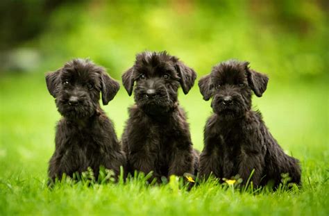 Riesenschnauzer Z Chter Mit Welpen In Der N He Liste Hunde De