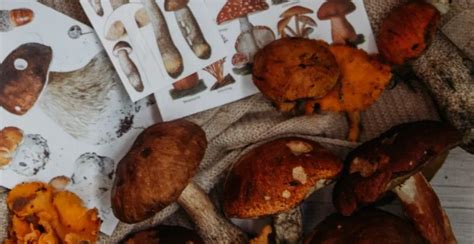 Which edible mushrooms are best for you? - Love Mushrooms - Functional Mushrooms UK