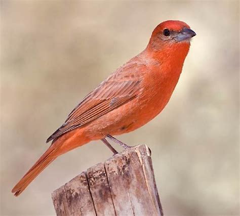 Tanager | Description, Species, & Facts | Britannica