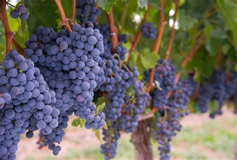 Вина Мерло (Merlot) – понятие и культура употребления