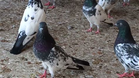 Breeder Pigeons High Flyer YouTube