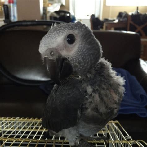 Timneh African Grey Parrot - African Grey Timneh for sale