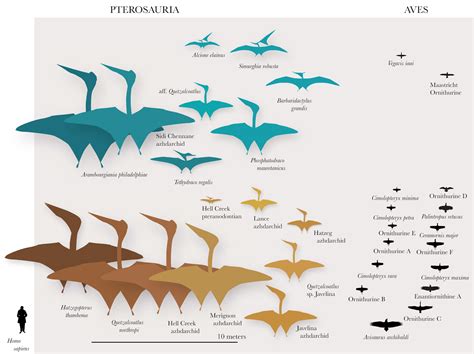 Species New to Science: [Paleontology • 2018] Late Maastrichtian ...