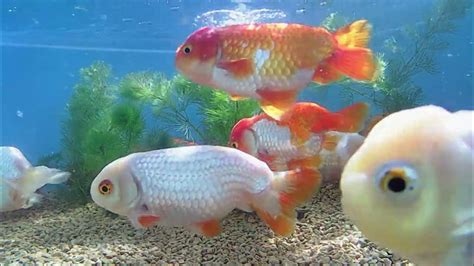 【水中撮影】【金魚】らんちゅう飼育記録 Ranchu breeding record 1489 - YouTube