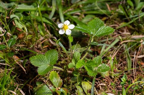 Wald Erdbeere Fragaria Vesca Beschreibung Steckbrief Systematik