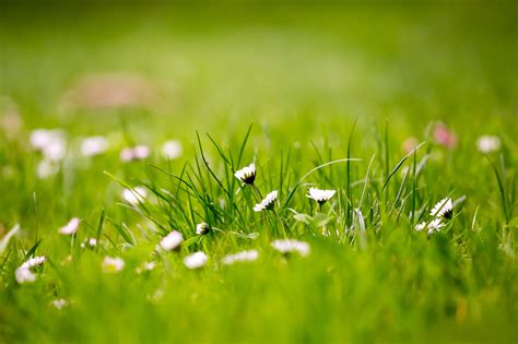 Green Grass Wallpapers - Top Free Green Grass Backgrounds - WallpaperAccess