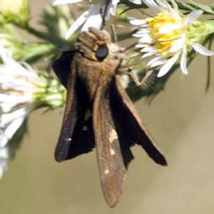 Ocola Skipper Panoquina Ocola Bugguide Net