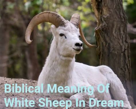 Biblical Meaning Of White Sheep In Dream Scity