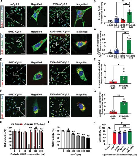 Biological Effects Of Rvgndmc On Da Neuronderived Mn D Cells A