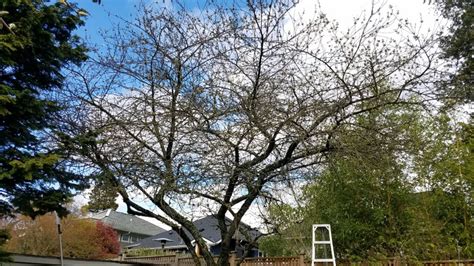 Cherry pruning - Seattle Arborist - First Leaf Design and Tree Care