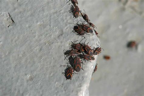 What Do Boxelder Bugs Eat? Do They Bite? - Gardenia Organic