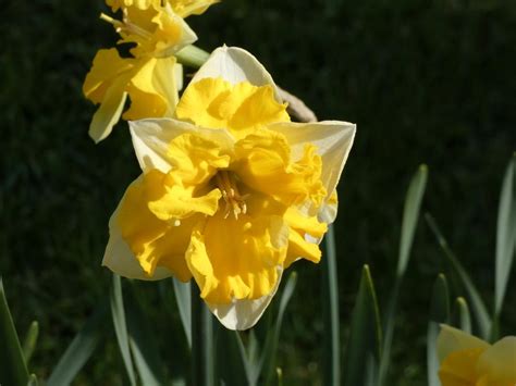 Split Cupped Collar Daffodil Narcissus Chanterelle In The Daffodils