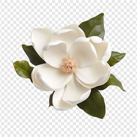 Premium Psd Magnolia Flower Png Isolated On Transparent Background