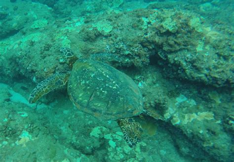 Honu Green Sea Turtle Facts & What To Do If You See One In Kauai