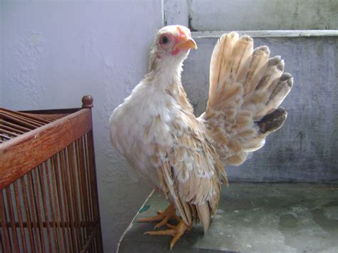 Jual Ayam Serama Serama Anakan 7 Bulan