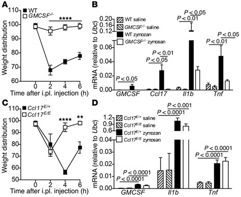 The Requirement For CCL17 In GM CSF Dependent Inflammatory Pain A And