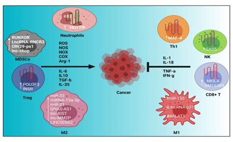 Non Coding Rnas Regulate The Immune Cellsinflammation And Cancer Download Scientific Diagram