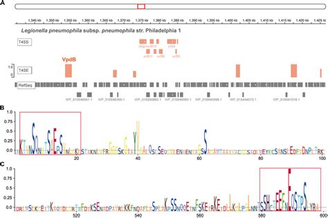 Sequence Attention Provides Informative Insights Into Protein