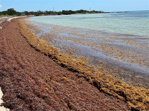 Massive Seaweed Blob Unlikely To Majorly Affect Galveston Other Texas