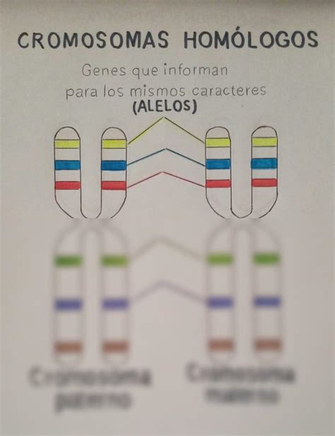 SOLUTION Cromosomas Hom Logos Studypool